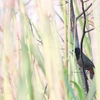 アカエリガビチョウ Rufous-necked Laughingthrush