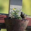 ヤシフウキンチョウ(Palm Tanager)など