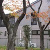 浅き冬