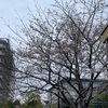 桜が咲いても天気は晴れない