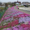 恩田川芝桜まつり