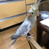 オカメインコちゃん、冠羽立ててまるで従者の目です。