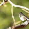 ルリビタキ、チョウゲンボウ、ツグミ、シジュウカラ