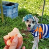 ❝ 果実庭 桃狩り（前編） ❞　 　愛犬とおでかけ-群馬県観光🎵 　2021年7月18日④
