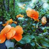 執筆進捗とおはな🌸と公募