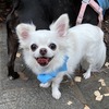 No.240920B-CWF（チワワ 5歳 2.2㎏ ♀)