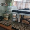 濃い青水 & 金魚の長いフンとエサ切り