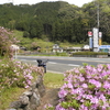 城廻バス停のツツジ園