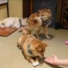 2022日本里帰り日記⑧：柴犬に無視される