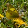 Colias erate　モンキチョウ