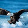 30 Fascinating facts about Eagles for your children!