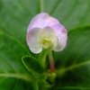 10月の紫陽花