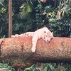 シンガポール動物園＆リバーサファリ