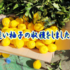 遅い柚子の収穫をしました！