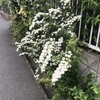 小手毬