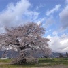 【長野県大町市】「須沼の一本桜」開花情報2025年最新