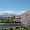 海蔵川の桜並木