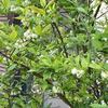 実家の母の様子　と　兄夫婦のこと