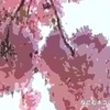 八重桜 #54