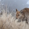 【塔ノ岳･丹沢山①】！都会の灯と曙富士