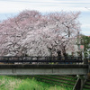 今年の桜