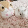 #５８ ツーショットだよ🐹📷