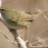 春告鳥のくせに夏にも「ホーホケキョ」と鳴くウグイス