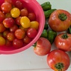 家庭菜園の収穫野菜＆高校のオープンスクール