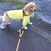 ライのリード遍歴ー大型犬用リードおすすめとレビュー