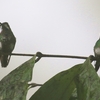 ミドリトゲオハチドリ(Green Thorntail)