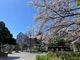 山下公園で花をみる 横浜観光名所桜と花めぐり(2)