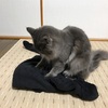 猫あるある☆毛布をふみふみ