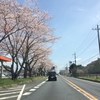 春の茨城県　桜を求めて　ではなく