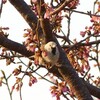 部分白化スズメ＆今日の独り言