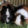 モルモットが死んだ