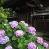 紫陽花の季節（長尾山妙楽寺）
