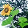 梅雨は明けたか、夏は来たか