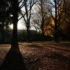 🍂上野公園　紅葉は終盤です