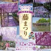 2025年度　天王川公園の「尾張津島藤まつり(天王川公園)」に行ってきた　最新の開花状況も　津島市