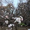 春と秋に咲く桜