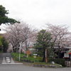 島田大堤の桜並木