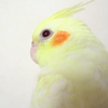 オカメインコの性格は寂しがりやで甘えん坊　呼び鳴きがすごい!!