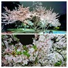 夜桜の風景 cherry at night