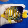 【現物29】インドニシキヤッコ 8cm± !海水魚 ヤッコ15時までのご注文で当日発送【ヤッコ】