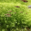 【初心者向け】アクアリウムは「理想の部屋探し」に似ている｜水槽を始める前に考える4つのこと