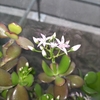 【滅多に咲かない🪷『金のなる木の花』が咲きました🍀開院20周年・プチ嬉しいこと♡その３】＃603