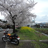 桜と菜の花　月岡温泉