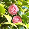 リハビリ:2回目