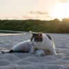 八重山諸島のねこさん