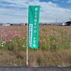 墨俣コスモス畑2024身内を伴って再訪した